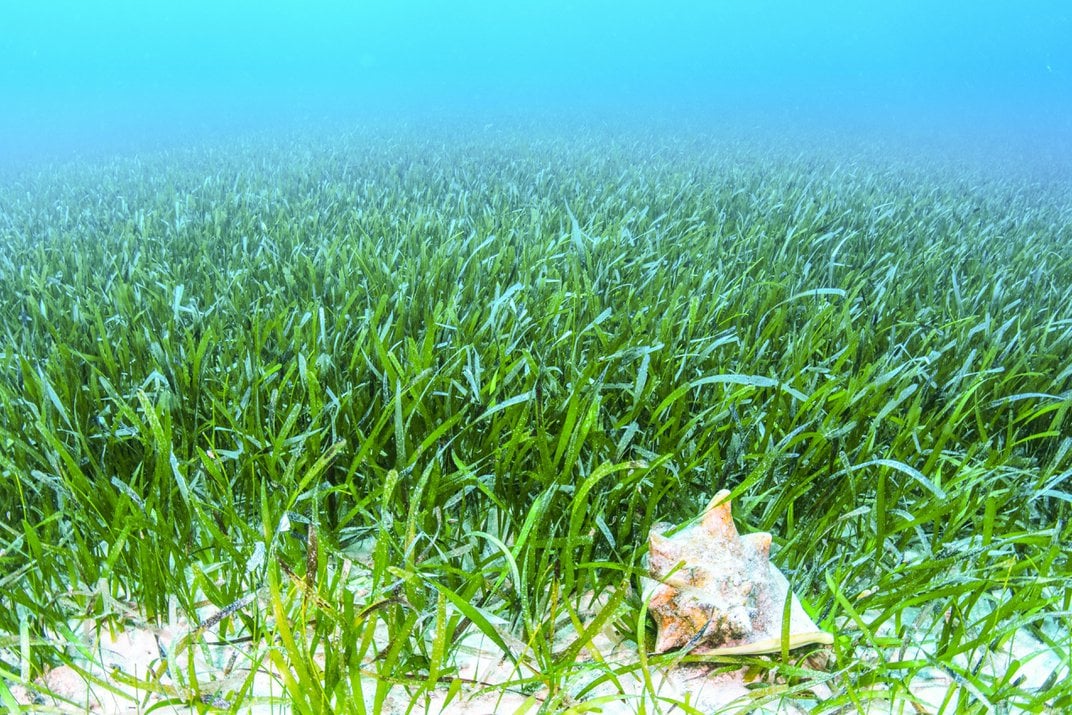 Tiger sharks support the characterization of the world’s largest seagrass ecosystem - Image