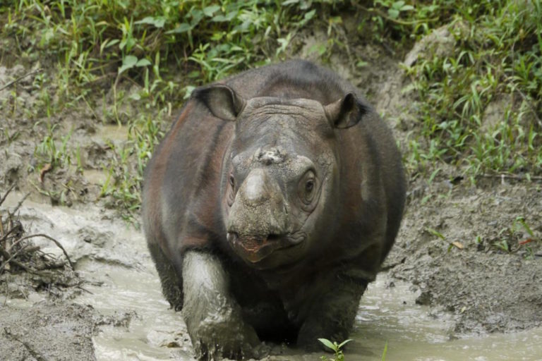Stem cells may make ‘impossible possible’ for near-extinct Sumatran rhino - Image