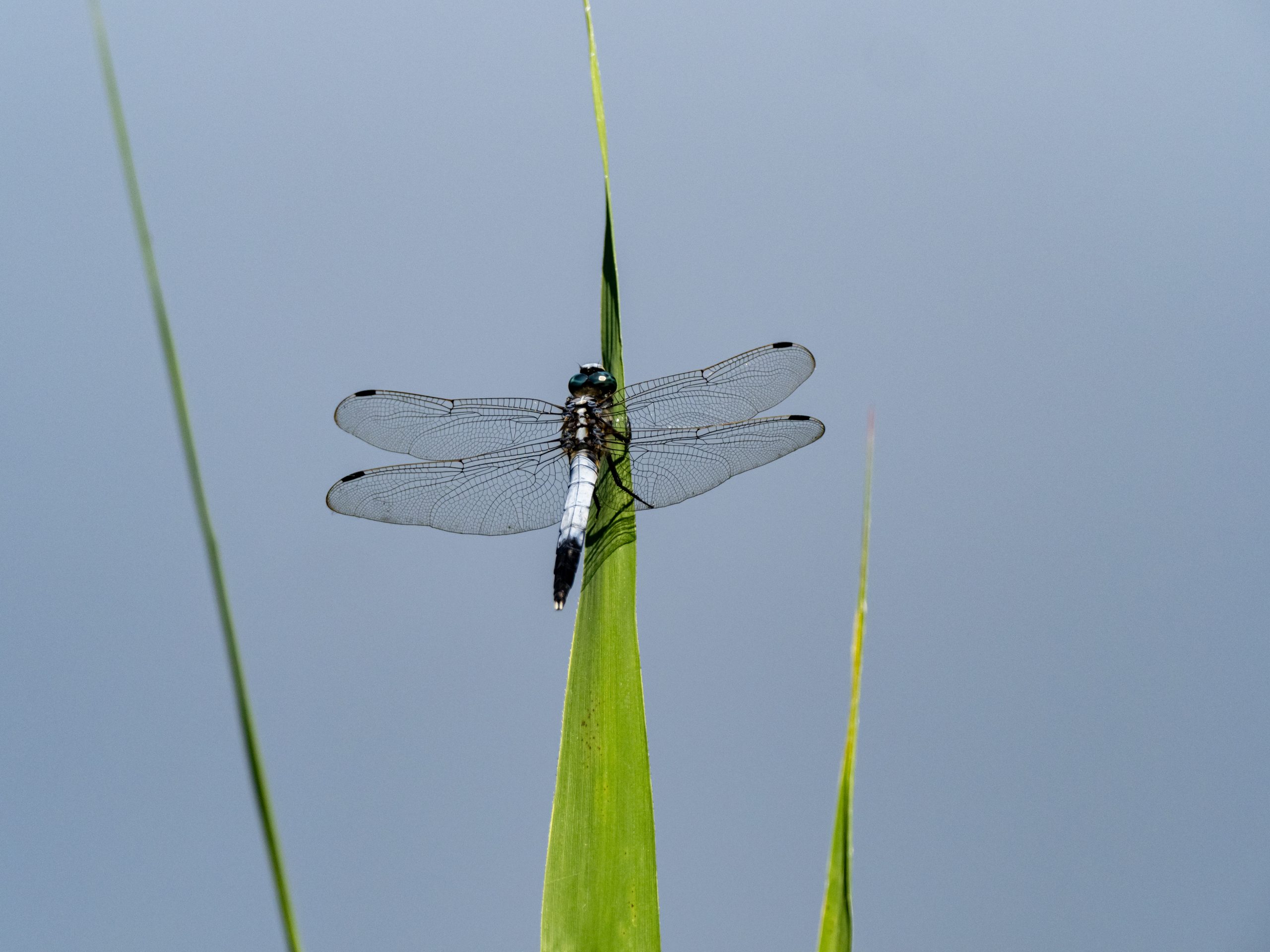 Les libellules mâles développent des couches de cire pour s’adapter au réchauffement climatique - Image