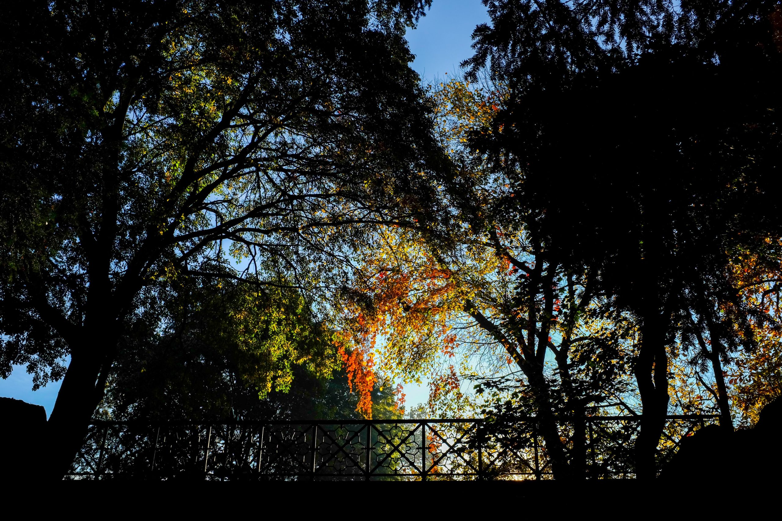 Streetlights May Make Tree Leaves Less Appealing to Insects - Image