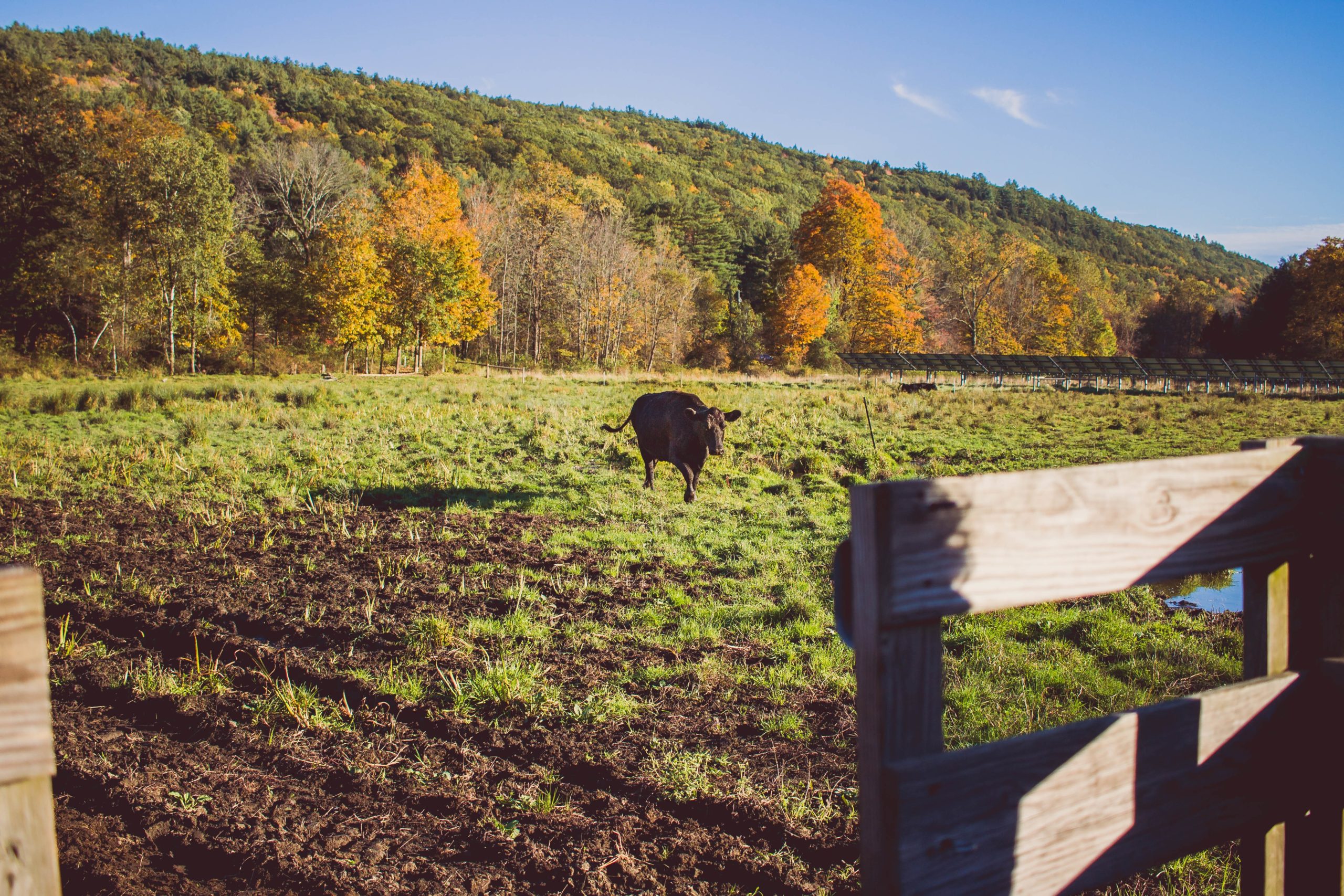 Wildlife Boosted by England’s Nature-Friendly Farming Schemes - Image