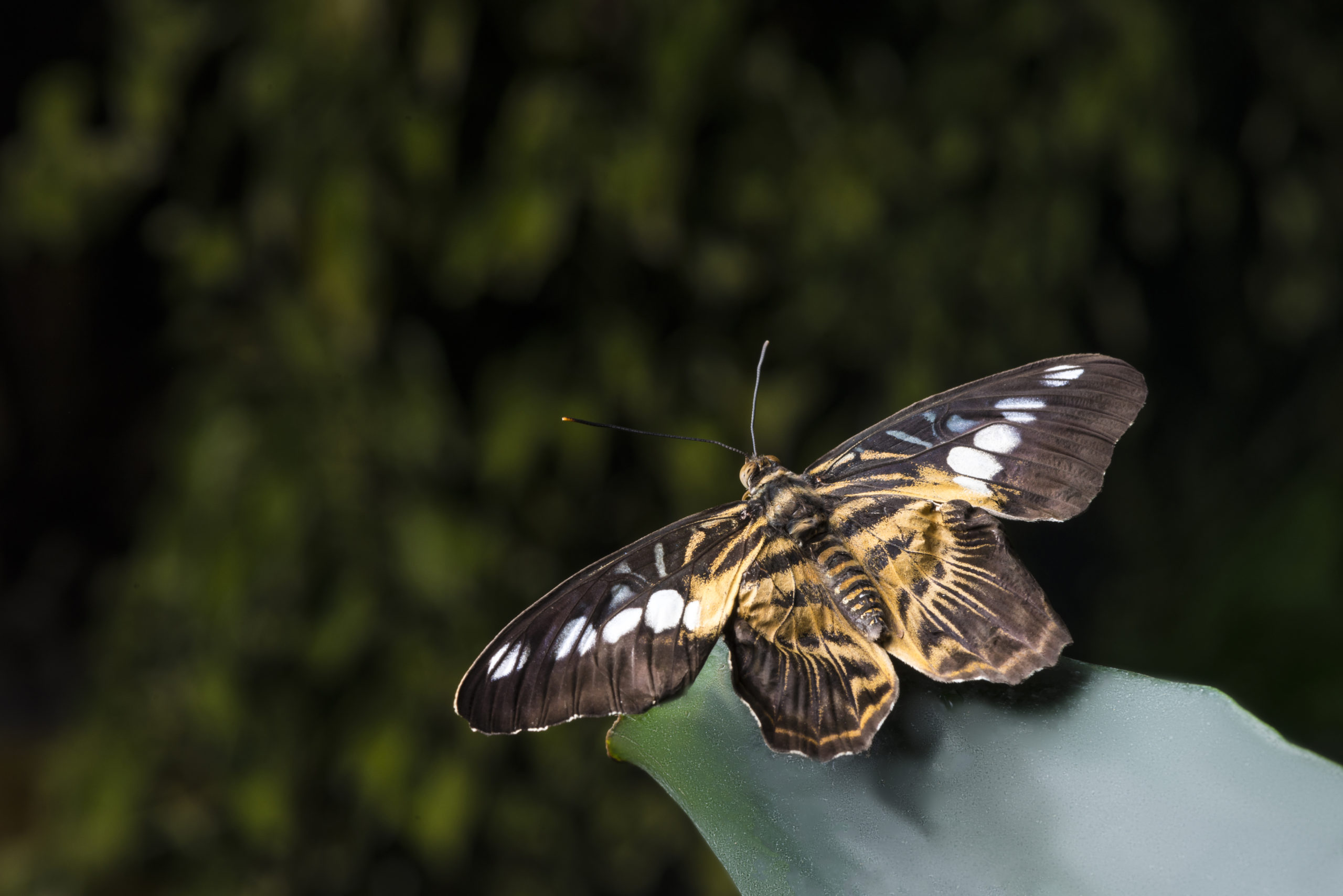 Wildlife Charity Declares ‘Butterfly Emergency’ Due to Population Declines - Image