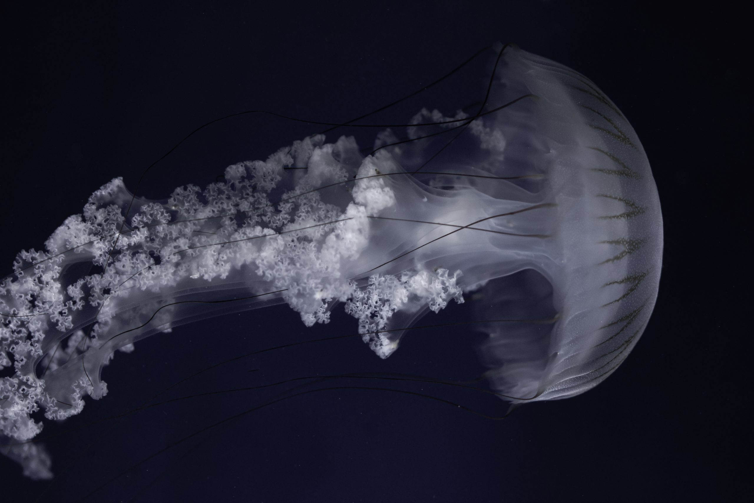 Two injured comb jellies can merge to form one individual - Image