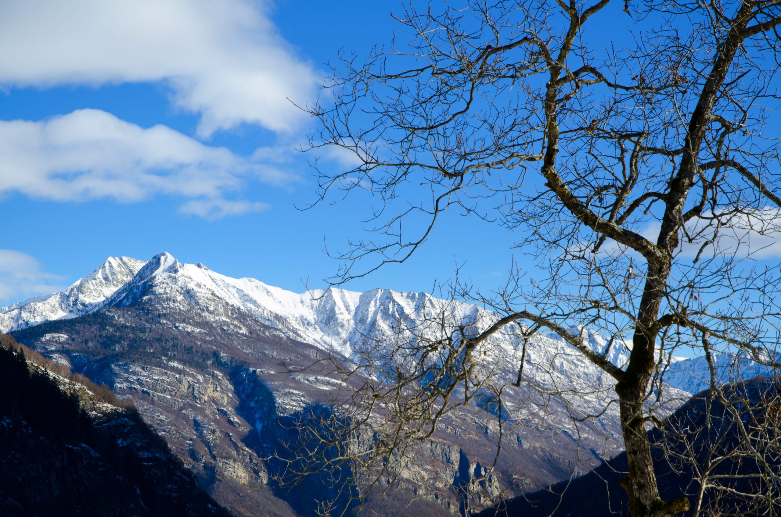 The Himalayan Tree Landscape is Shifting — and So Are Its Ecosystems - Image