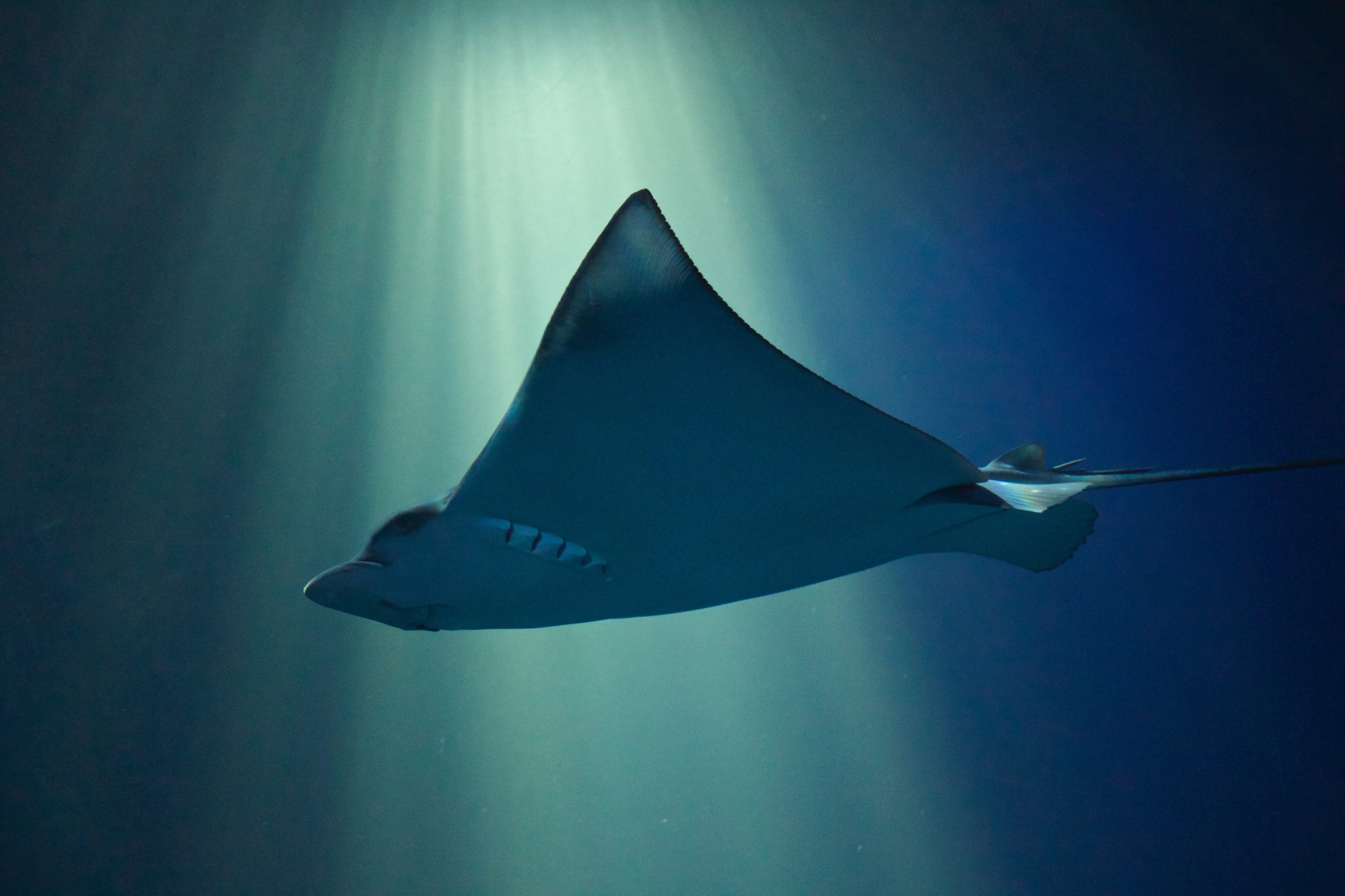 To Design Better Water Filters, Engineers Look to Manta Rays - Image