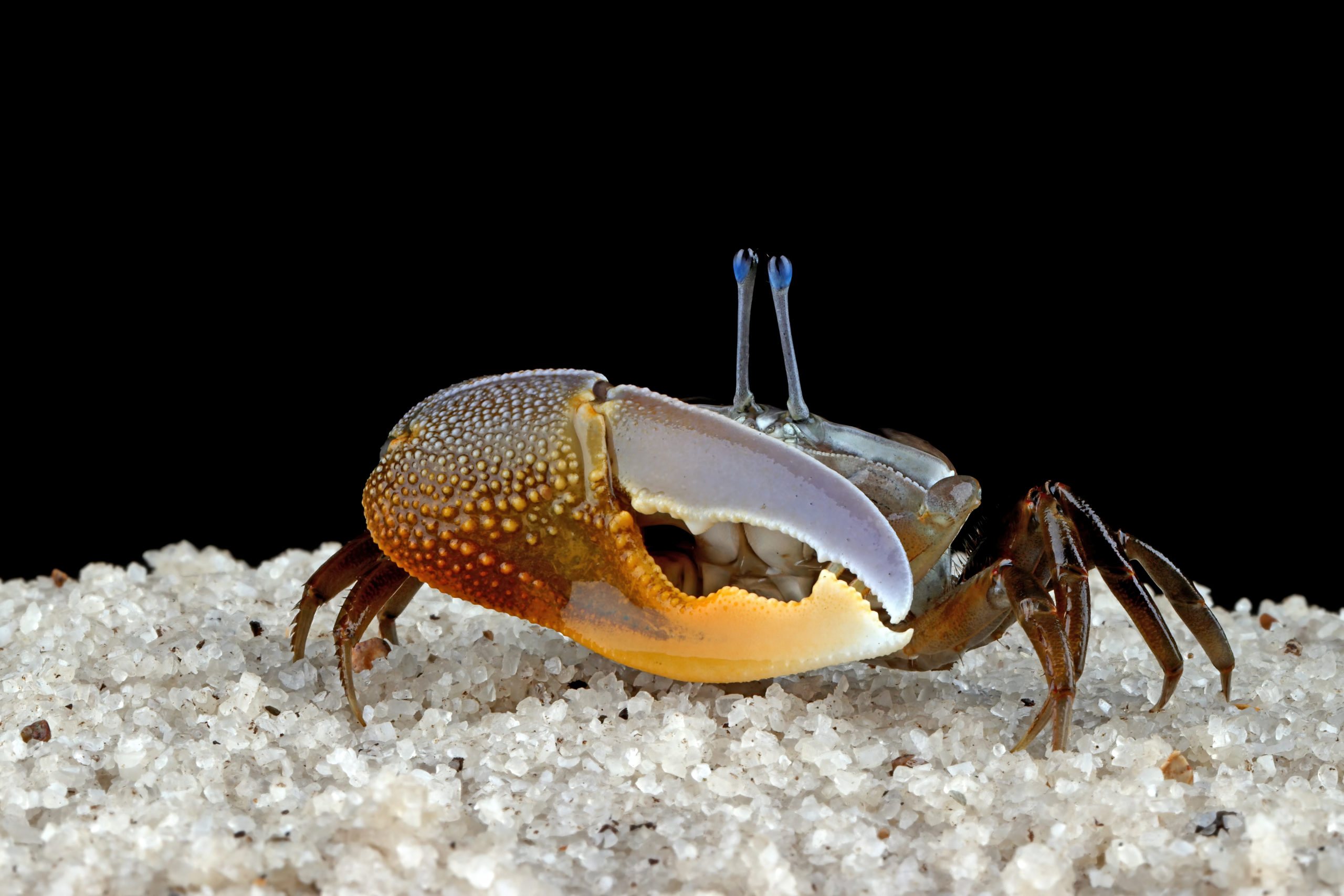 Brain Test Shows That Crabs Process Pain - Image