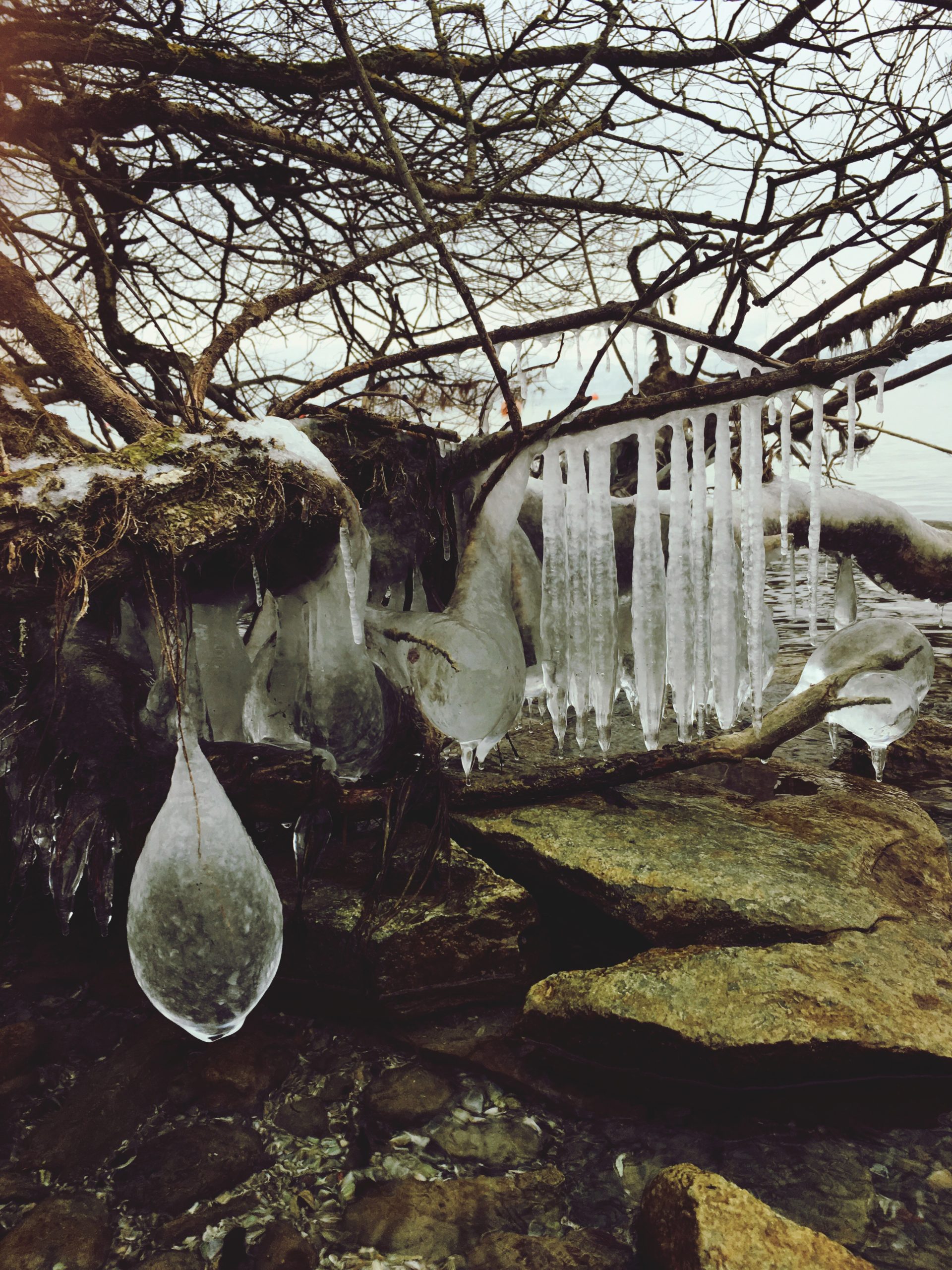 Melting Ice Reveals Ancient Forest - Image