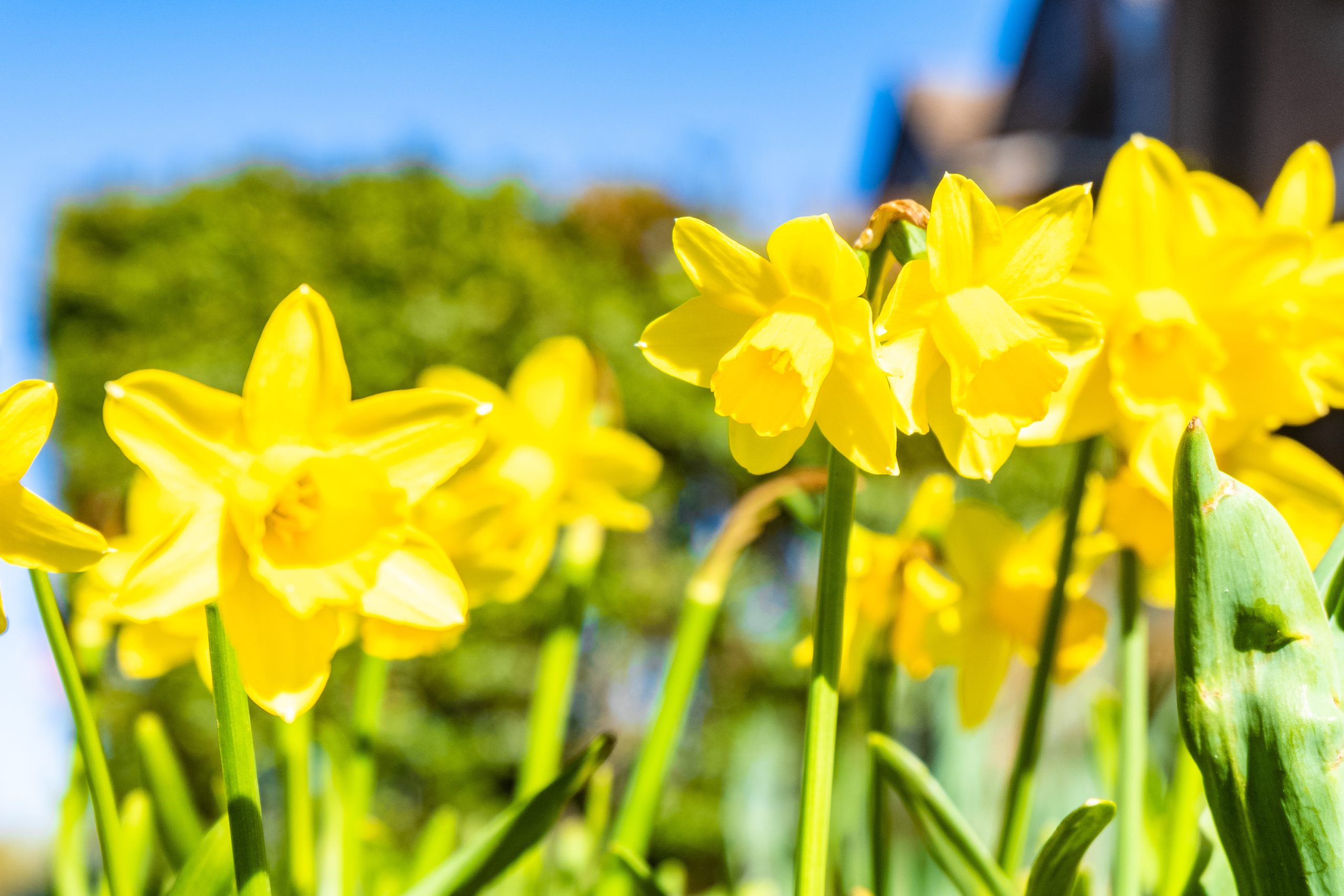 Hunt for Rare Daffodils That Are Feared Lost  - Image