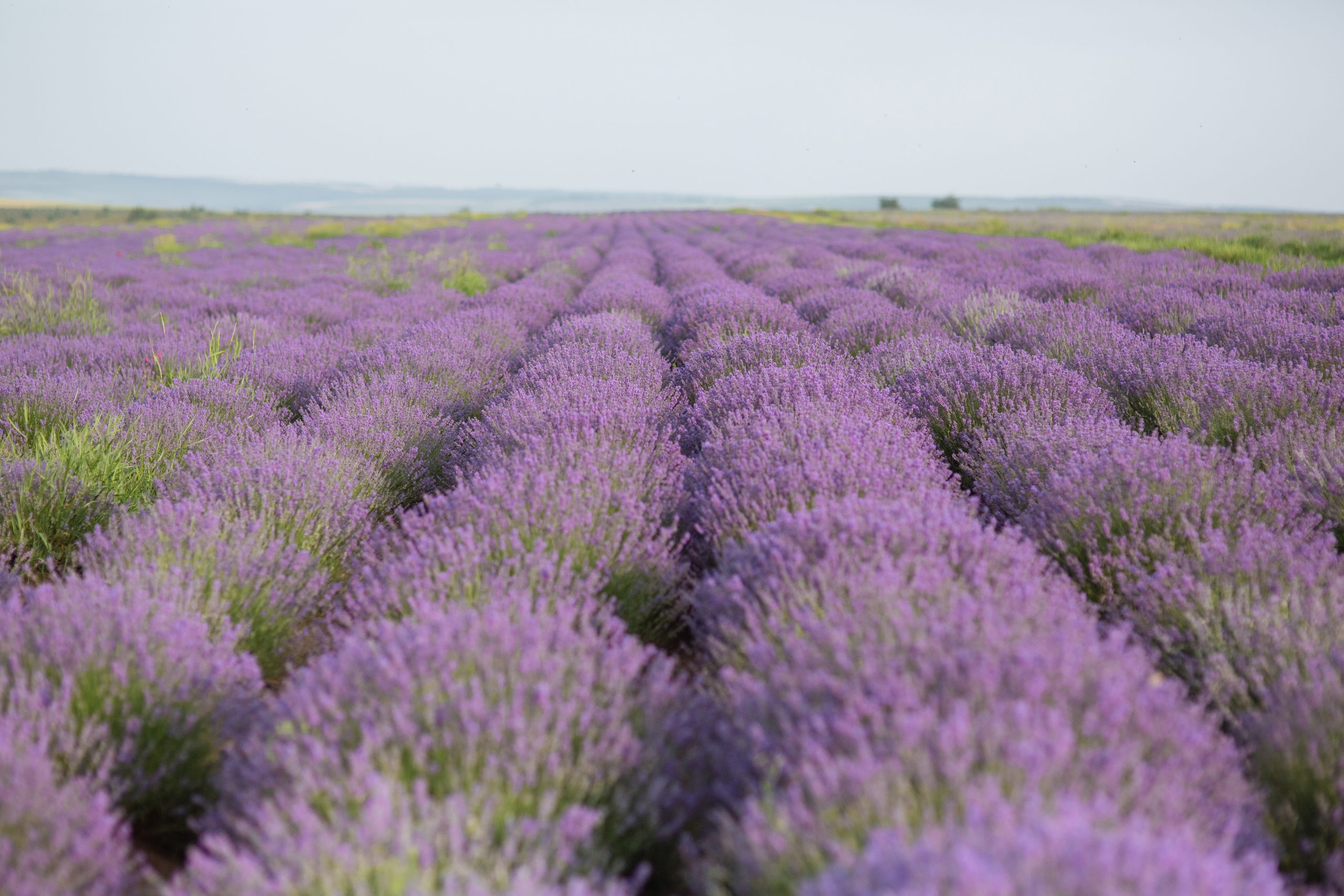 Flower Power: Lavender Oil for Longer-Lasting Sodium-Sulfur Batteries  - Image