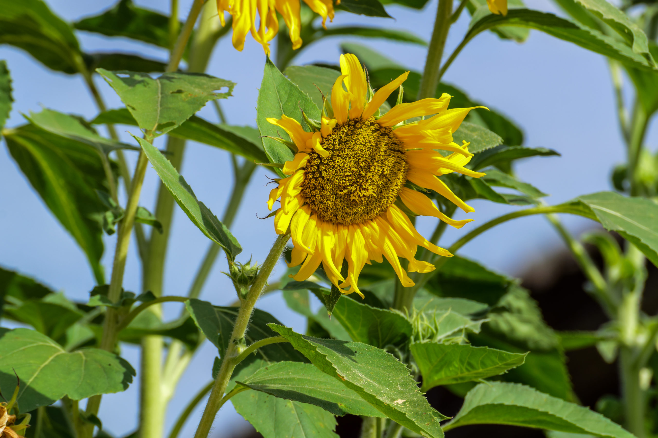 Bacteria-Based Band-Aid Helps Plants Heal  - Image