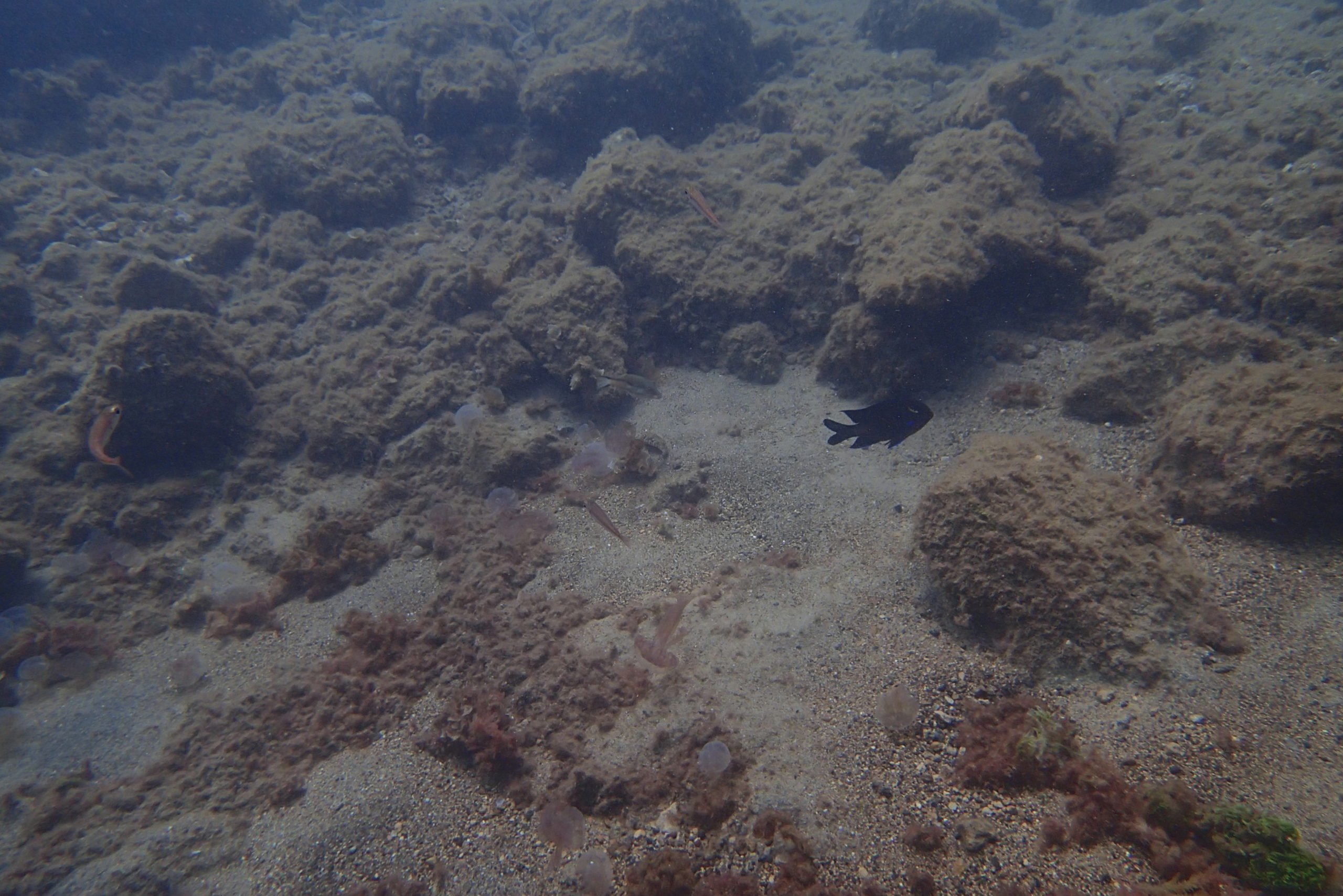 Ancient Rocks Reveal When Rivers Began Pouring Nutrients into the Sea  - Image