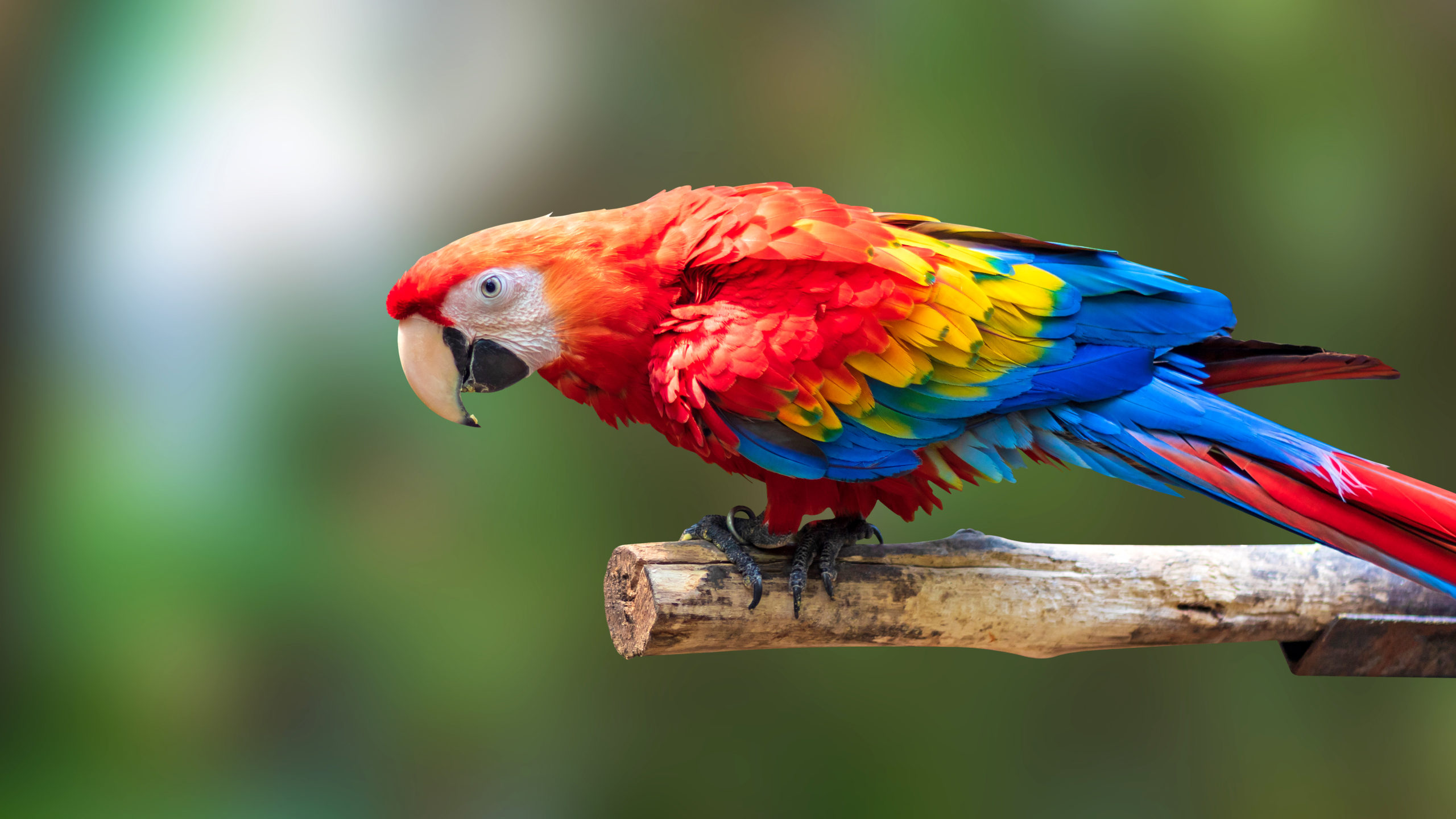  Parrots and Humans: Shared Brain Mechanism for Speech - Image