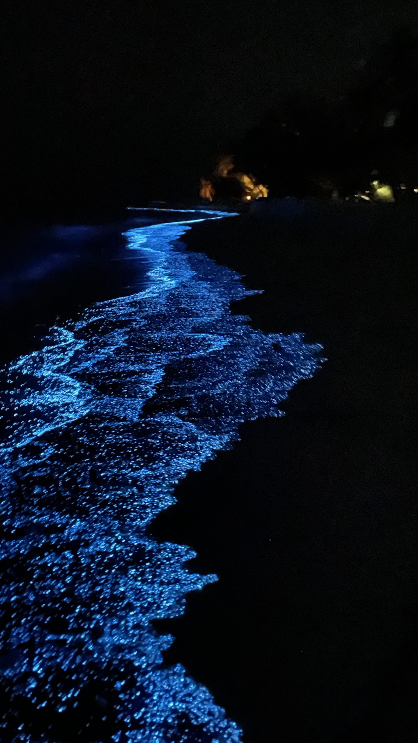 New Database Aims to Predict Rare Bioluminescent “Milky Seas”  - Image