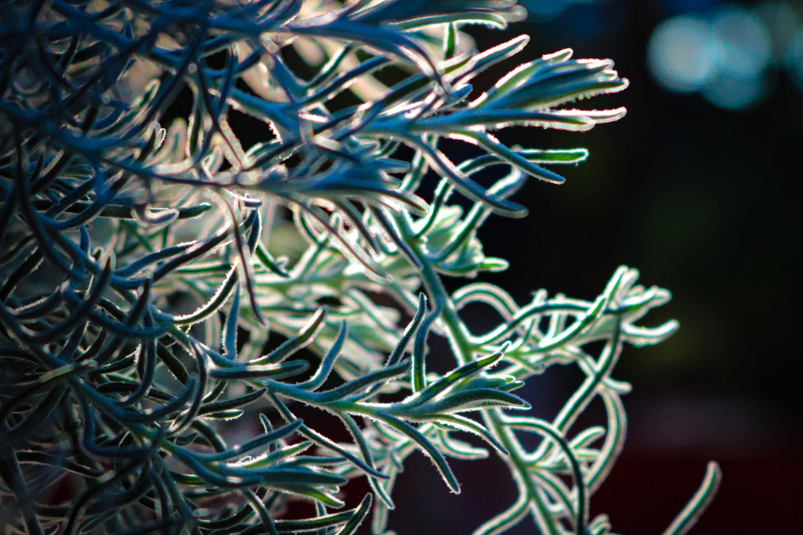 Dual-light 3D printing unlocks nature-inspired blend of strength and flexibility - Image