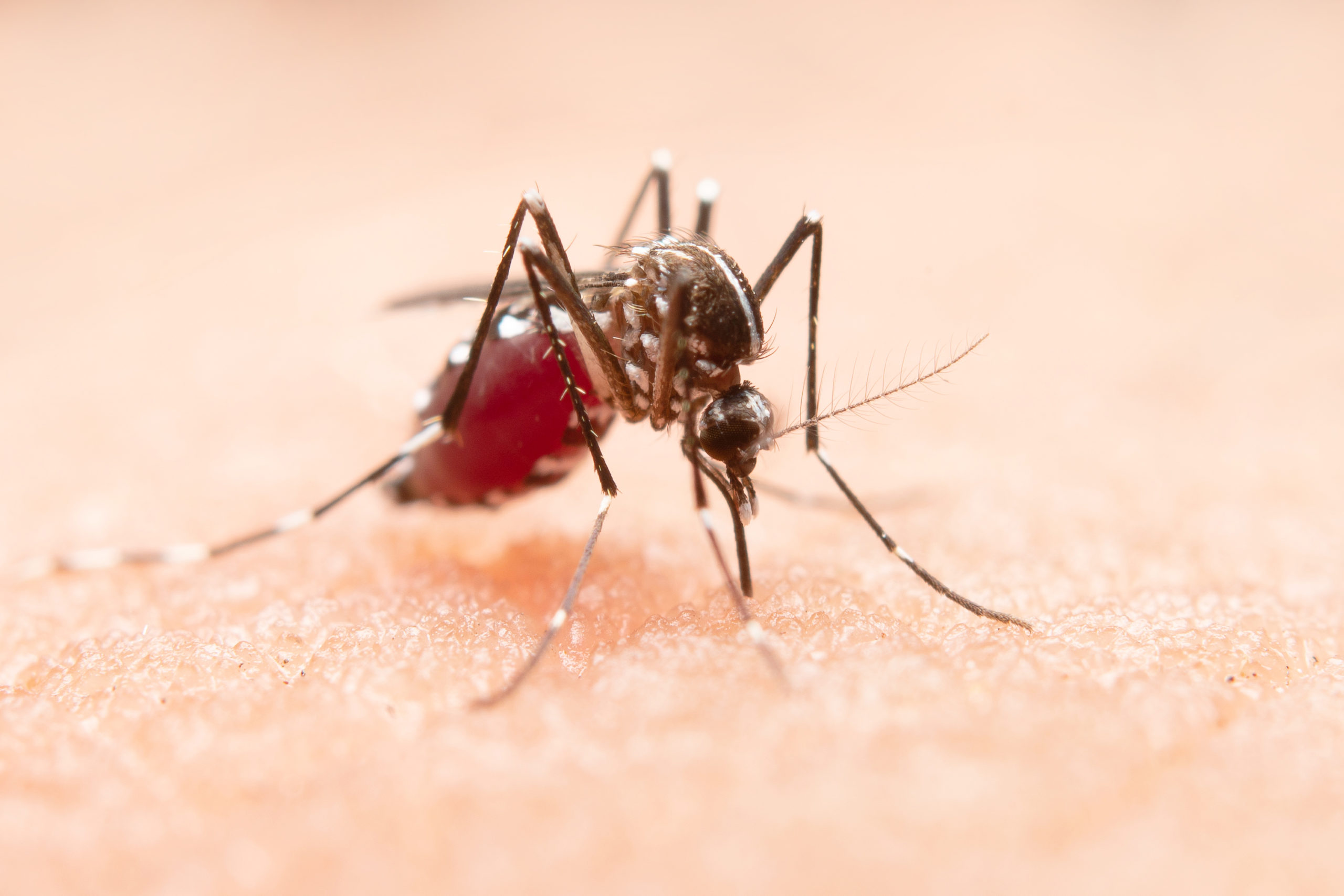 Antimalarial-treated bed nets could stop parasites developing in mosquitoes - Image