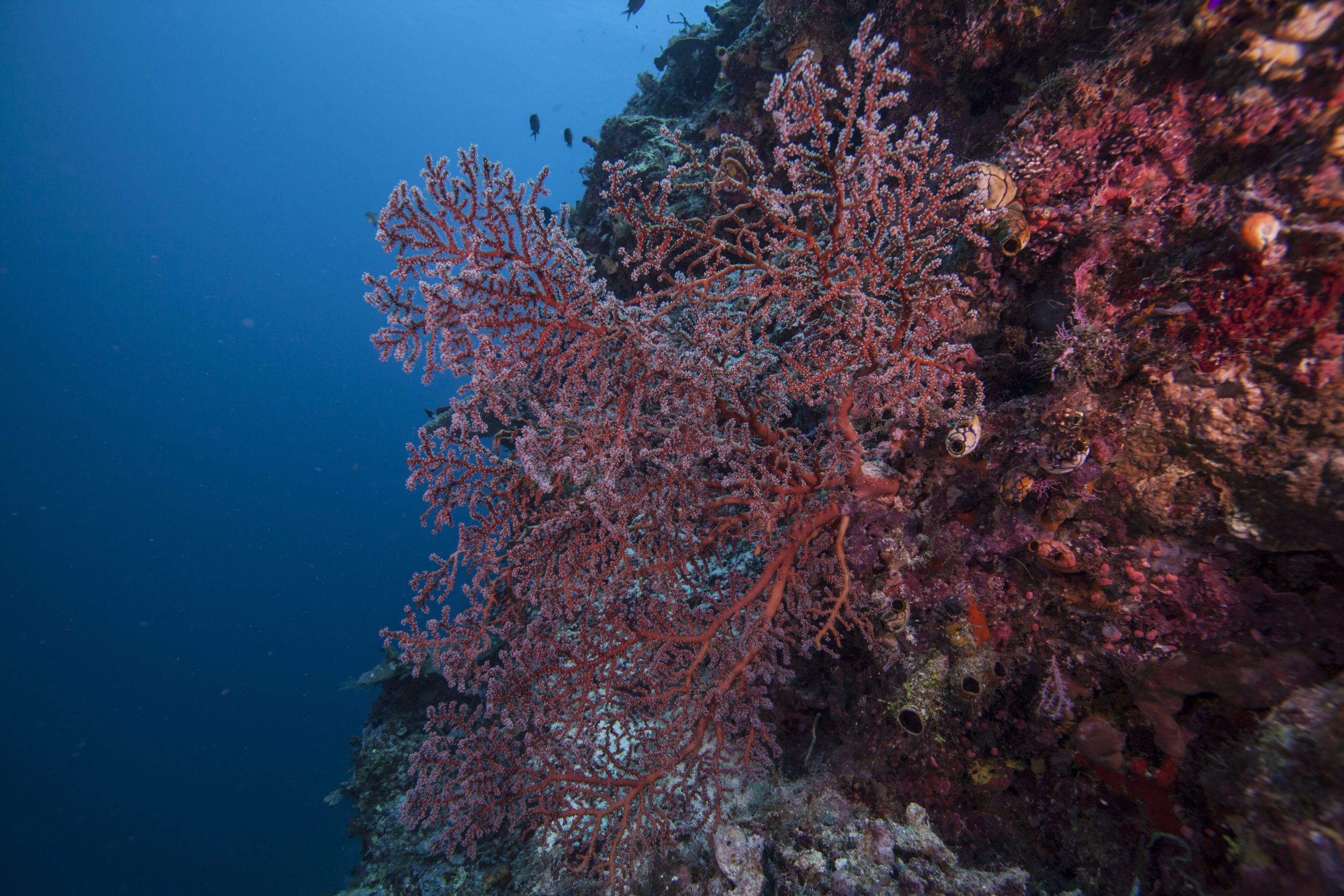 Tiny Ocean Creatures Quietly Fight Global Warming - Image